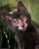 Lykoi Cat.jpeg