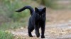 black-cat-walking-down-street-o-1.jpg