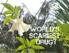 Colombian-Devil’s-Breath-World’s-Scariest-Drug-Kills-Your-Free-Will-4.jpg