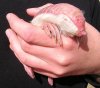 pink-fairy-armadillo.jpg