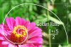 57510280-illustration-of-golden-ratio-in-nature-fibonacci-pattern.jpg