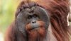 Male_Bornean_Orangutan_-_Big_Cheeks-e1518735799960-1280x734.jpg