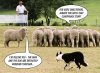 CONSPIRACY CARTOON SHEEP N DOG.jpg