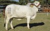 branded-brahman-bull.jpg