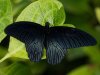 black-butterflies-are-typically-regarded-as-a-symbol-of-death-photo-u2.jpg