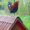 rooster-sit-roof-hut-stands-farm-fresh-air-100046911.jpg