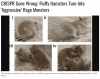 Screenshot 2022-05-31 at 10-48-18 CRISPR Gone Wrong Fluffy Hamsters Turn Into 'Aggressive' Rag...png
