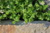 Screenshot 2022-06-14 at 08-49-02 How to Grow and Care for Lemon Thyme.png