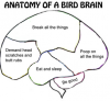 Screenshot 2022-06-23 at 06-19-31 Bird Brain at DuckDuckGo.png