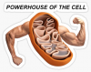 Mitochondria.png