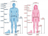 Standardized-proportions-of-the-male-and-female-body-as-a-function-of-its-height-15.png