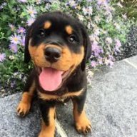 rottielover